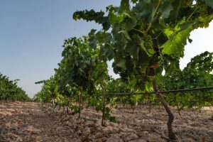 asesoramiento-tratamientos-plantacion-scaled (1)